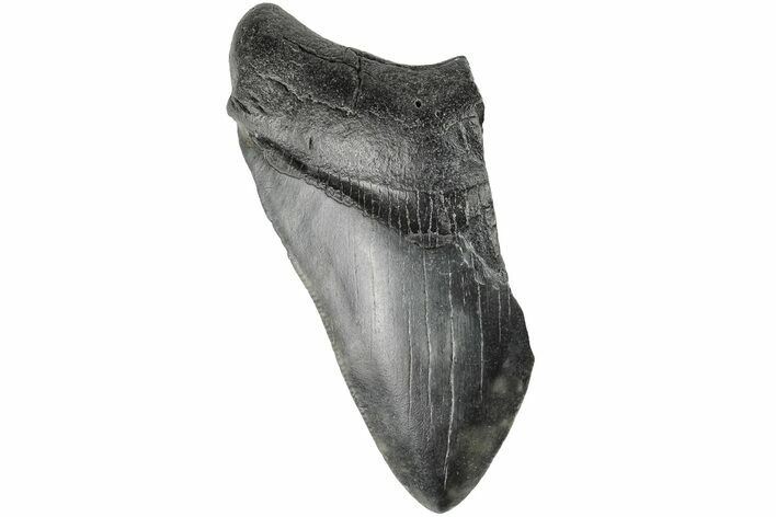 Partial Megalodon Tooth - South Carolina #194034
